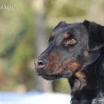 Pies do adopcji, Bydgoszcz, 15 stycznia 2026