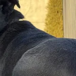 Pies do adopcji, Pieczyska, 16 stycznia 2026