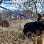 Pies do adopcji, Henrykowo, 16 stycznia 2026