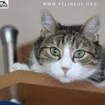 Kot do adopcji, Rzeszów, 16 stycznia 2026