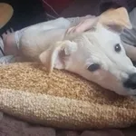 Zaginął pies, Maków Nowy, 16 stycznia 2026