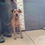 Znaleziono psa, Chełmek, 16 stycznia 2026