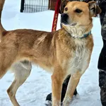 Pies do adopcji, Ropczyce, 16 stycznia 2026