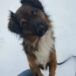 Pies do adopcji, Ropczyce, 16 stycznia 2026