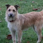 Pies do adopcji, Bełchatów, 23 maja 2025