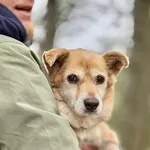 Pies do adopcji, Piła, 1 listopada 2025