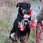 Pies do adopcji, Bełchatów, 1 stycznia 2023