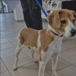 Znaleziono psa, Grudziądz, 17 stycznia 2026