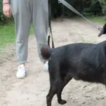 CHESTER – czarny pies, który marzy o swojej szansie