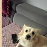 Zaginął pies, Łódź, 16 stycznia 2026