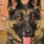 Pies do adopcji, Ropczyce, 16 stycznia 2026