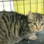 Kot do adopcji, Racibórz, 16 stycznia 2026