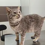 kotka, mix, beżowo-bura, 1 rok, brak chipa Miejsce znalezienia: ul. Dylewicza Znaleziono dnia: 2026-01-14