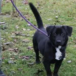 Pies do adopcji, Bełchatów, 8 czerwca 2025