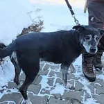 Znaleziono psa, Lublin, 17 stycznia 2026