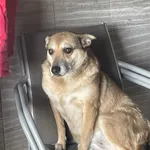 Oddam psa, Warszawa, 18 stycznia 2026