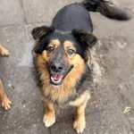 Oddam psa, Warszawa, 18 stycznia 2026