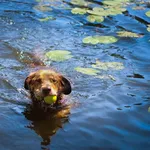 Pies do adopcji, Dłużyna Górna, 18 stycznia 2026