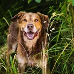 Pies do adopcji, Dłużyna Górna, 18 stycznia 2026