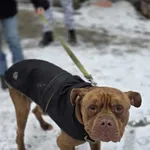 Pies do adopcji, Zgierz, 17 stycznia 2026