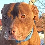 Pies do adopcji, Głowno, 17 stycznia 2026