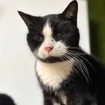 Oddam kota, Elbląg, 18 stycznia 2026