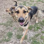 Oddam psa, Warszawa, 19 stycznia 2026