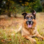 Oddam psa, Warszawa, 19 stycznia 2026