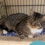 Znaleziono kota, Gdynia, 8 stycznia 2026