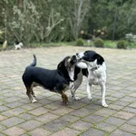 Oddam psa, Toruń, 19 stycznia 2026