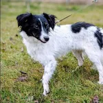 Znaleziono psa, Grudziądz, 24 stycznia 2025