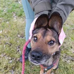 Pies do adopcji, Bełchatów, 19 listopada 2025