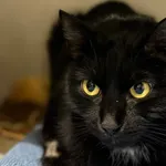 Znaleziono kota, Sosnowiec, 16 stycznia 2026