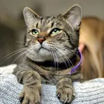 Znaleziono kota, Sosnowiec, 15 stycznia 2026