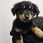 Znaleziono psa, Grudziądz, 18 stycznia 2026