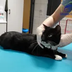 Znaleziono kota, Szczecin, 19 stycznia 2025