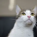 Znaleziono kota, Sosnowiec, 16 stycznia 2026