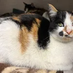 Znaleziono kota, Sosnowiec, 16 stycznia 2026