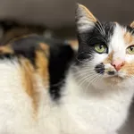 Znaleziono kota, Sosnowiec, 16 stycznia 2026