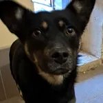 Znaleziono psa, Olsztyn, 19 stycznia 2026