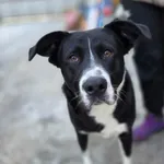 Pies do adopcji, Zgierz, 19 stycznia 2026