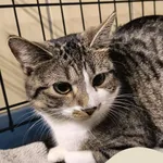 Znaleziono kota, Gdynia, 10 stycznia 2026