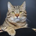 Znaleziono kota, Sosnowiec, 15 stycznia 2026