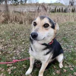 Pies do adopcji, Bełchatów, 15 listopada 2025