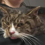 Kocurek poz. 26/033/K