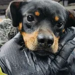 Pies do adopcji, Wolsztyn, 19 stycznia 2026