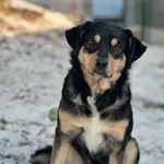 Pies do adopcji, Bydgoszcz, 19 stycznia 2026