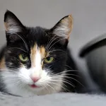 Znaleziono kota, Sosnowiec, 16 stycznia 2026