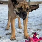 Pies do adopcji, Bydgoszcz, 11 grudnia 2025