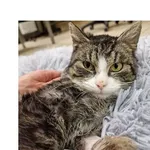 Znaleziono kota, Wrocław, 27 grudnia 2025